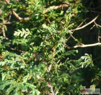 Chamaecyparis pisifera -- Sawara-Scheinzypresse